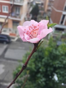 Fiore di pesco