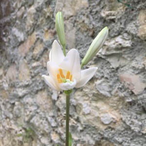IMG_1082