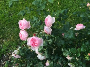 IMG_3348